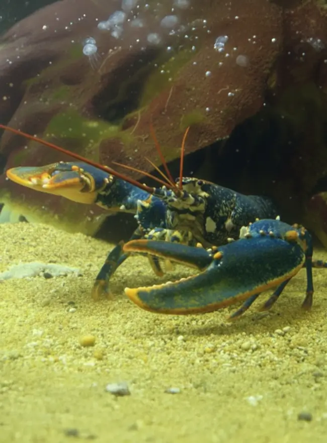 Gagnez un homard - Les activités du Swimrun Côte des Légendes (Kerlouan - Plounéour-Brignogan-plages)